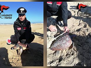 trapani-carabinieri-salvano-una-tartaruga-marina-gravemente-ferita