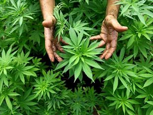 marsala-lecita-coltivazione-domestica-di-marijuana-angelo-salvatore-angileri-assolto-in-appello
