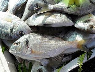 trapani-sequestrati-18-kg-di-pesce-detenuto-abusivamente