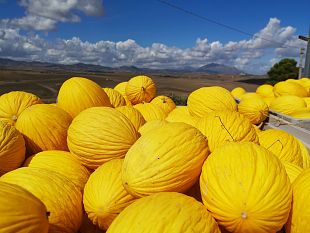 melone-giallo-del-trapanese-il-gal-valle-del-belice-propone-la-certificazione-igp