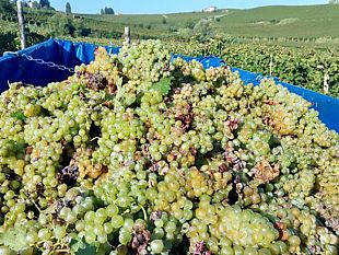 furti-di-uva-a-marsala-lassessore-di-girolamo-interviene-a-tutela-degli-agricoltori