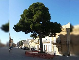 paceco-la-mobilitazione-in-difesa-di-un-albero-secolare