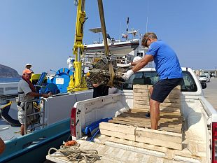trapani/recuperati-due-rostri-a-levanzo-saranno-ospitati-allex-stabilimento-florio