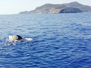 levanzo-delfino-impigliato-in-rete-da-pesca-salvato-dalla-guardia-costiera