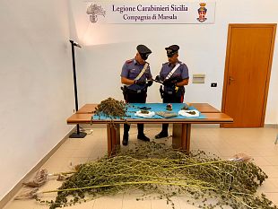 marsala-59enne-arrestato-per-produzione-e-spaccio-di-marijuana