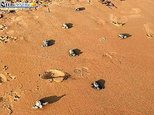 video-scala-dei-turchi-nate-74-tartarughe-caretta-caretta