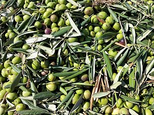 ultime-della-sera-olive-e-tempo-di-raccolta