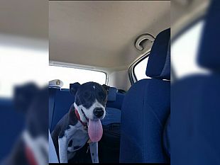 marsala-ritrovato-il-pitbull-rubato-al-canile-comunale