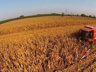 cia-sicilia-occidentale-grano-sotto-pagato-e-incendi-fuori-controllo-servono-risposte-urgenti-dalla-regione