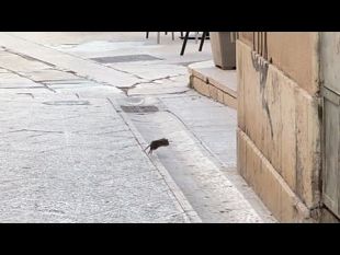 mazara-il-topo-cittadino