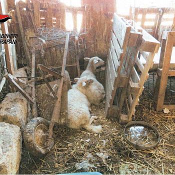 /images/0/2/02-trapani--animali-abbandonati-01.jpg