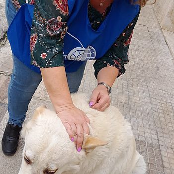 /images/1/8/18-volontari-oipa-in-strada-per-applicare-antiparassitari-05.jpg
