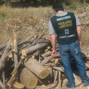 /images/3/5/35-guardie-wwf-e-alberi-tagliati-4.png