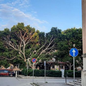 /images/8/1/81-alberi-ungheria.jpg