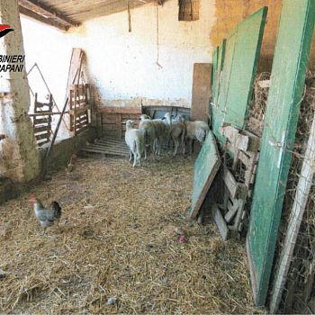 /images/9/3/93-trapani--animali-abbandonati-02.jpg