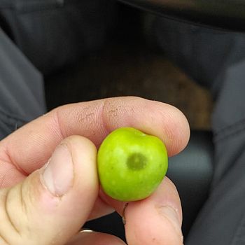 /images/9/7/97-olive-colpite.jpg