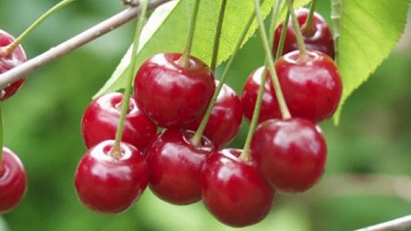 e-state-in-forma-le-ciliegie-un-frutto-dal-colore-inconfondibile