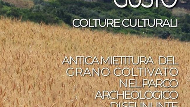 Rinviata la mietitura dei grani antichi al Parco Archeologico di Selinunte