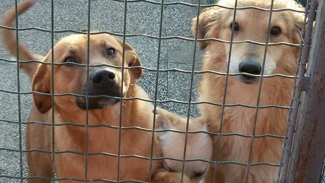 Animali stipati in gabbie e malnutriti: la Polizia scopre un 