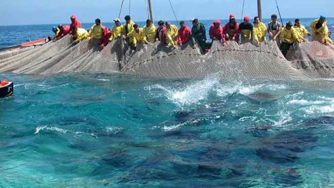 Agripesca, Toni Scilla: “Emozionante la riattivazione della tonnara a Favignana, ora serve la giusta quantità di quota tonno da pescare”.