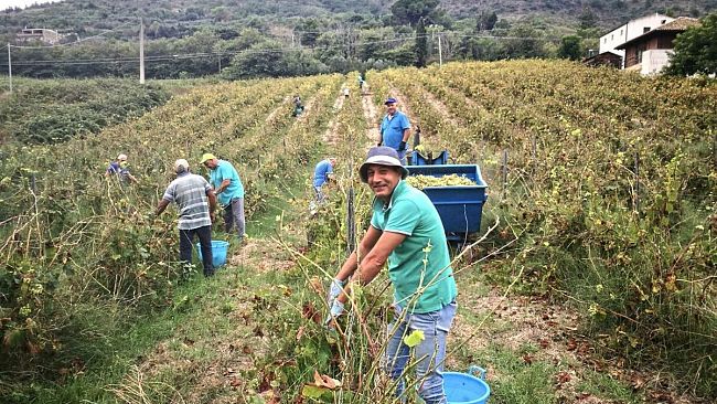 A Salemi la “vendemmia della legalità” sul vigneto confiscato alla mafia