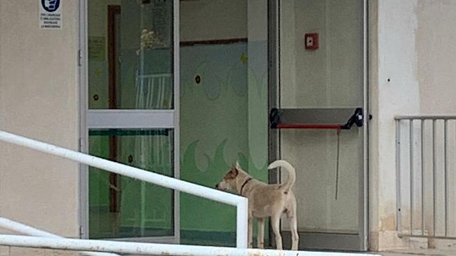 Mazara, randagio all’ingresso della scuola dell’infanzia e primaria “Gorgorosso”. La segnalazione di un cittadino