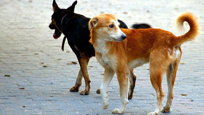 Marsala. ​Area sgambamento cani. La Giunta Grillo approva il progetto