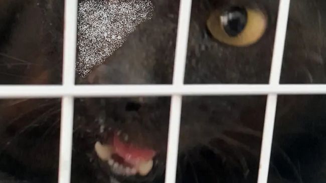 ​Trapani, gatto randagio ucciso a colpi di arma da sparo