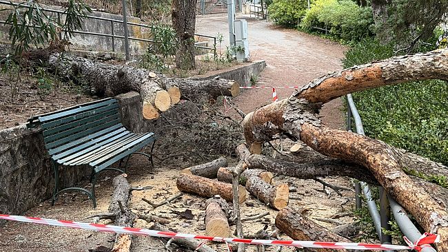 ​Valderice. “Pineta abbandonata, servono interventi e finanziamenti”