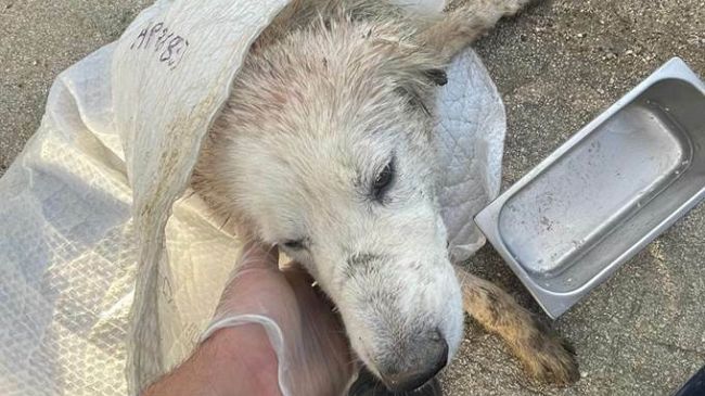 Bruca, soccorso dai Carabinieri un cane gravemente ferito