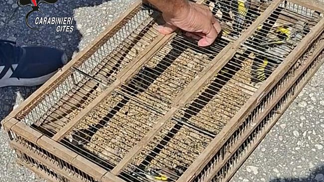 ​San Vito Lo Capo. Sorpresi a catturare uccelli di specie protetta, denunciati 2 palermitani