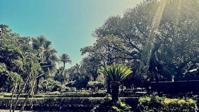 Trapani, arriva la potatura per i secolari alberi della Villa Margherita