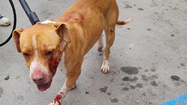 Pitbull aggredisce due cani e due persone in Via Palermo