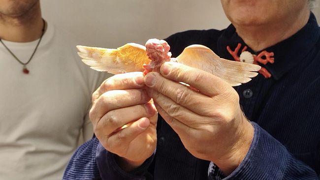 ​Rotte del Corallo: venerdì a Trapani la tavola rotonda internazionale che unisce il Mediterraneo