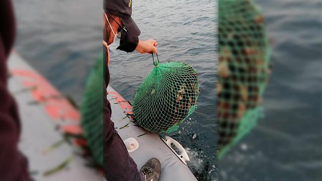 Mazara, pesca abusiva ricci di mare. Sanzionati due sub