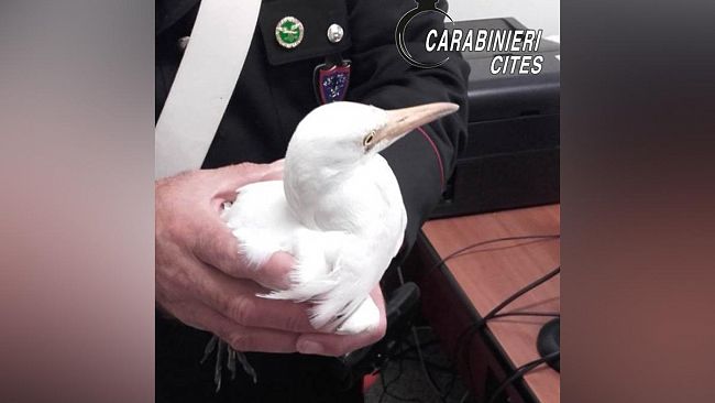 Trapani, Salvato dai Carabinieri del Cites un esemplare di airone guardabuoi