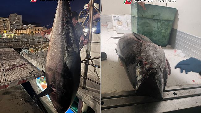Tutela del tonno rosso, intensificati i controlli nel Trapanese: riscontrate gravi irregolarità
