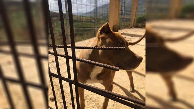 Alcamo, pitbull maltrattato e lasciato a vivere tra gli escrementi. Interviene Rizzi