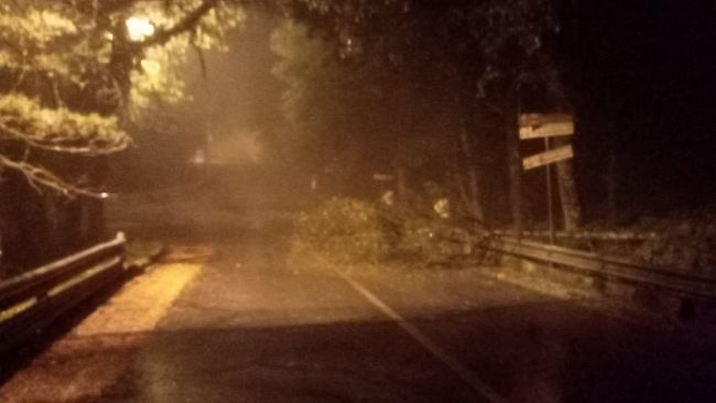 Maltempo nel trapanese, cade un albero ad Erice