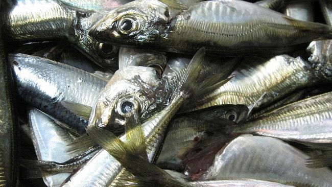 blitz-nei-ristoranti-di-mazara-del-vallo-sequestrati-oltre-20-kg-di-prodottti-ittici-irregolari