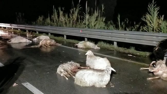 Incidente causa una strage di pecore tra Alcamo e Partinico, oltre 30 animali morti