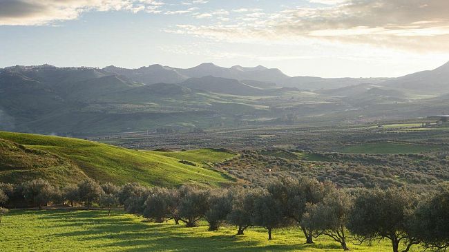 Campobello,  La replica dell’assessore Dilluvio sulla “questione degli agricoltori” impegnati nella raccolta delle olive
