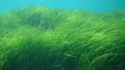 Posidonia spiaggiata, la Giunta Grillo autorizza lo stoccaggio