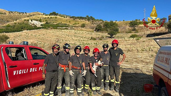 Intrappolato in una tana, cane salvato  dai vigili del fuoco di Alcamo