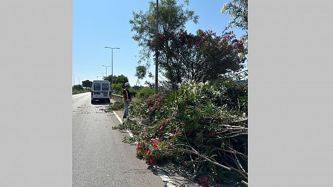 ​Trapani. Manutenzione del verde sullo scorrimento veloce