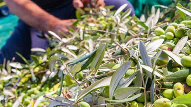 Al via la nuova rubrica “Agricoltura e non solo…” della nostra Elena Manzini