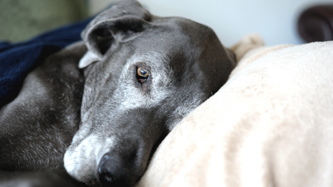 Alcamo, dona una coperta al canile più vicino, parte la Campagna per proteggere gli animali dal freddo