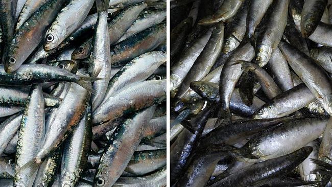 Sarde atlantiche e croate “spacciate” abusivamente per sarde nostrane?   