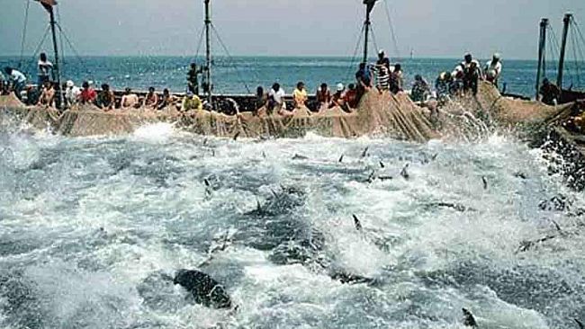pesca-cracolici-lavoriamo-su-richiesta-quota-tonno-per-riapertura-tonnara-favignana