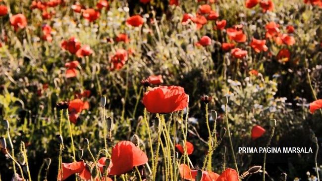 25 Aprile, l’Italia celebra la Libertà: il valore della memoria e della democrazia